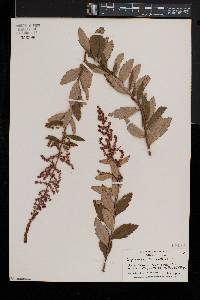 Spiraea tomentosa image