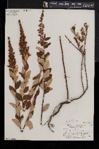 Spiraea tomentosa image