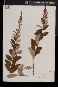 Spiraea tomentosa image