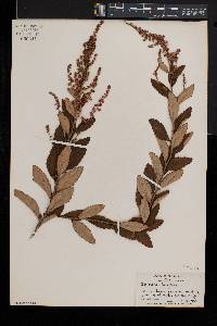 Spiraea tomentosa image