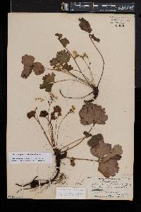Waldsteinia fragarioides image