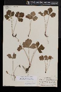 Waldsteinia fragarioides image