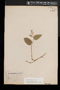 Maianthemum canadense image