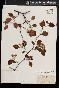 Crataegus rubella image