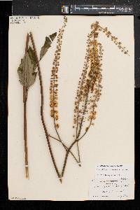 Actaea racemosa image