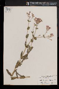 Silene armeria image