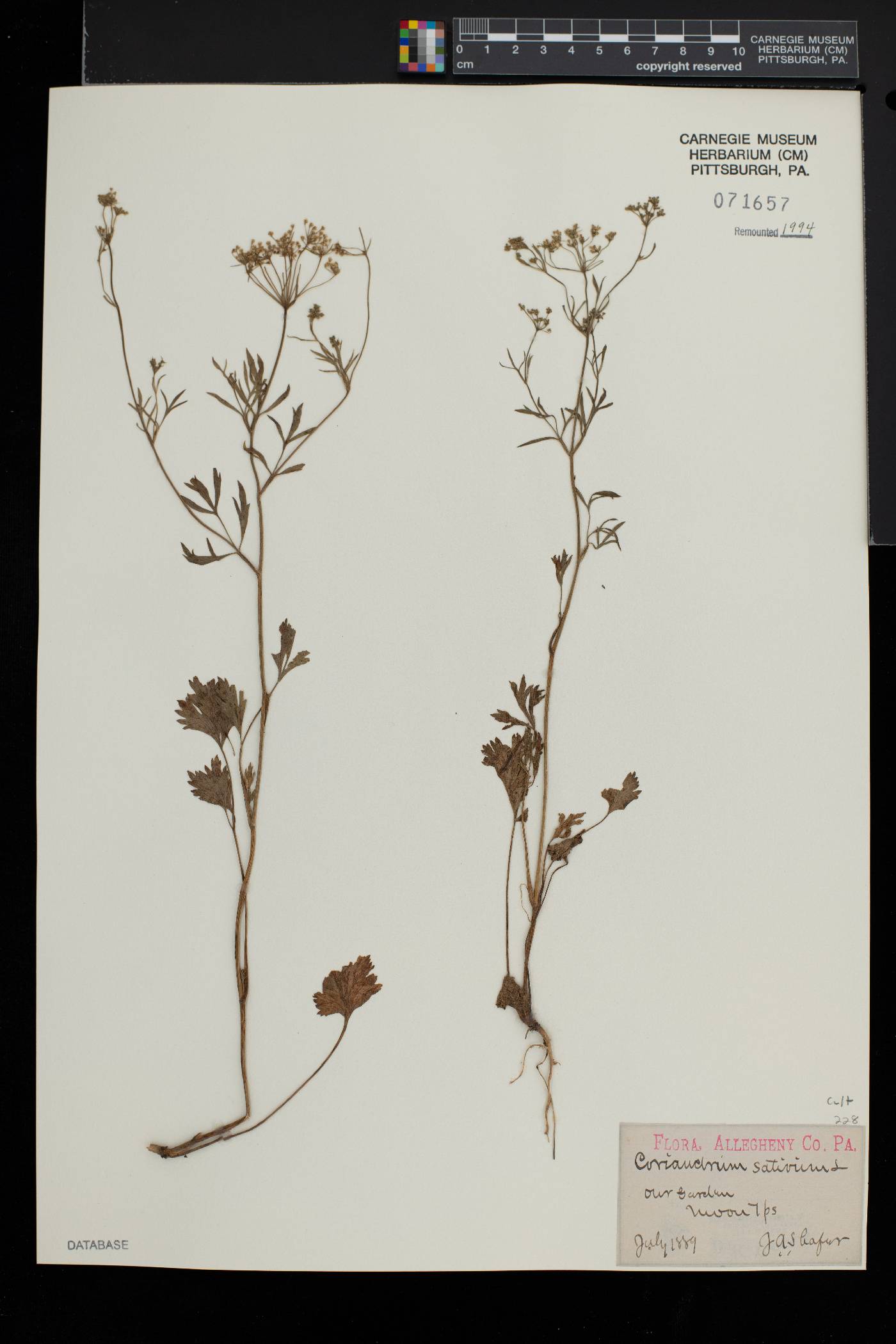 Coriandrum sativum image