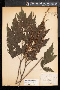 Actaea racemosa image