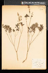 Thalictrum dioicum image