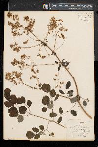 Thalictrum pubescens image