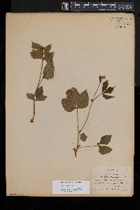 Rubus pubescens image