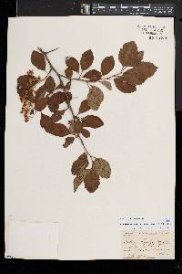 Crataegus reverchonii image