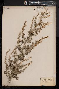 Artemisia absinthium image