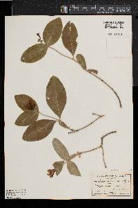 Lonicera dioica image