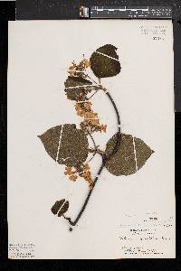 Viburnum lantanoides image