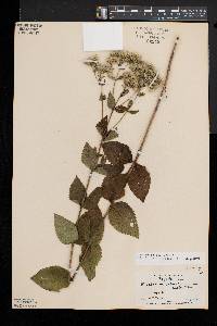 Eupatorium rotundifolium var. ovatum image