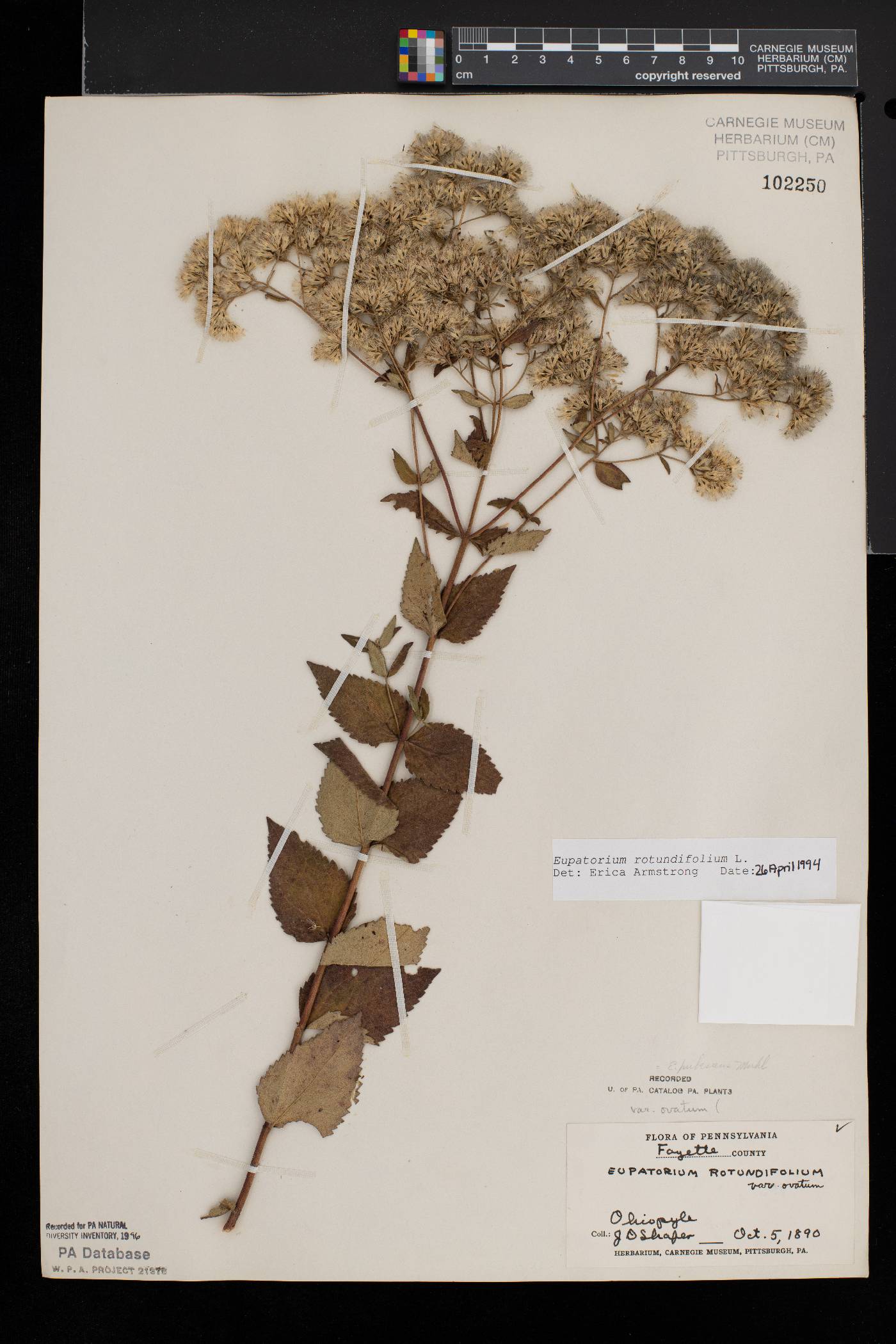 Eupatorium rotundifolium var. ovatum image