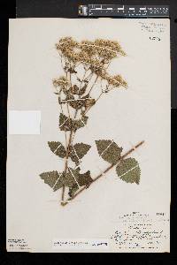 Eupatorium rotundifolium var. ovatum image