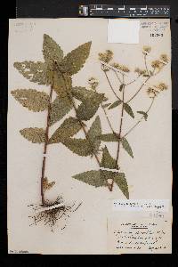 Eupatorium pilosum image