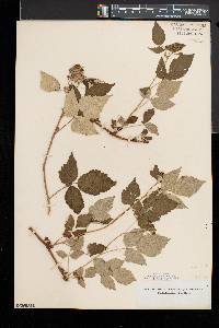 Rubus occidentalis image