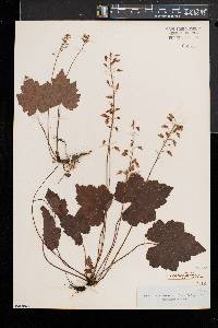 Tiarella stolonifera image