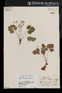 Waldsteinia fragarioides image