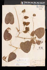 Smilax herbacea image