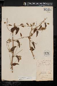 Smilax herbacea image