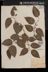 Smilax tamnoides image