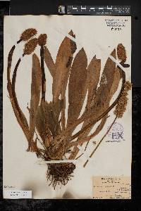 Allium scorodoprasum image