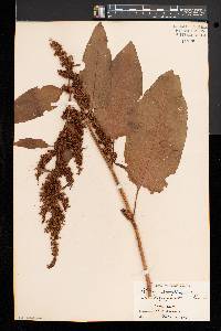 Rumex obtusifolius image