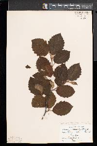 Alnus incana subsp. rugosa image