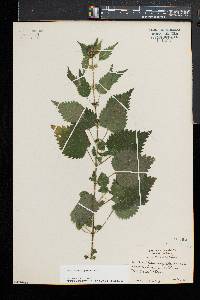 Urtica chamaedryoides image