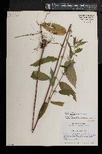 Urtica dioica image