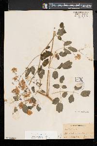 Thalictrum pubescens image