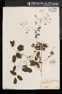 Thalictrum pubescens image