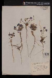 Delphinium peregrinum image