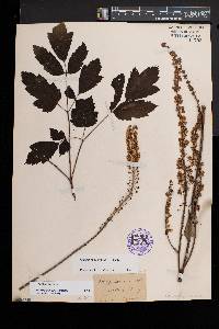 Actaea racemosa image