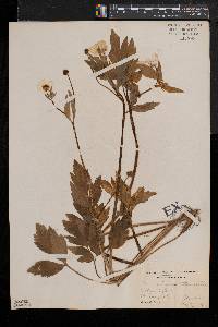 Ranunculus hispidus var. caricetorum image