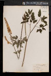 Actaea racemosa image