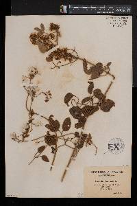 Clematis flammula image