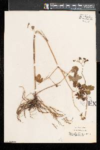 Thalictrum dioicum image