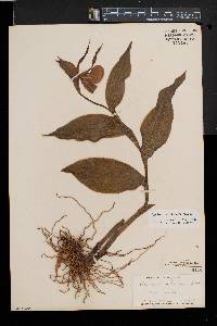 Cypripedium parviflorum var. pubescens image