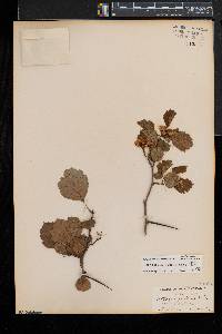 Crataegus dodgei image