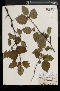 Crataegus holmesiana image