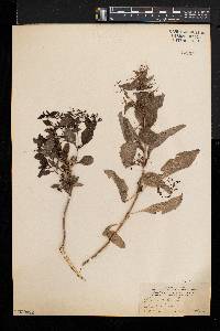 Image Associated With the Occurence