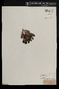 Psychotria capensis image