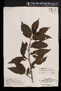Vangueria apiculata image