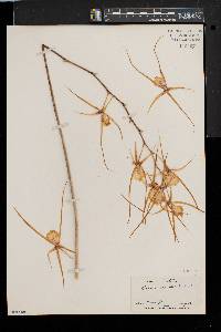 Brassia caudata image