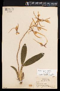 Brassia neglecta image